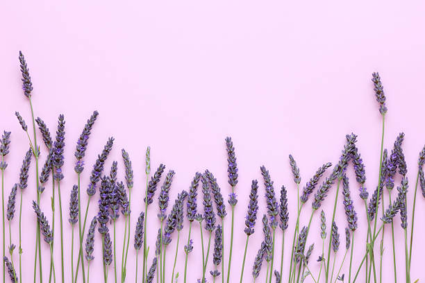 istock Pastel pink background with Lavender flowers and copy space 2223246579