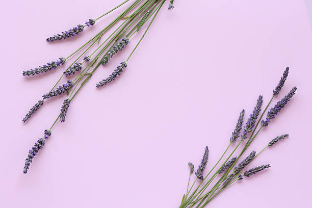 istock Lavender flowers arranged in the corners on soft pink background with copy space 2223246587