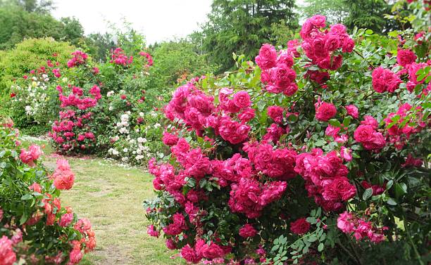 istock Beautiful Bright Red Pink Roses 2223248720