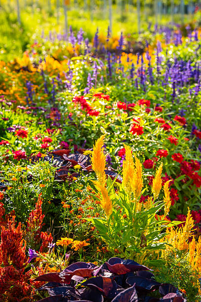 istock Colorful flowerbeds in a garden or park 2223248917