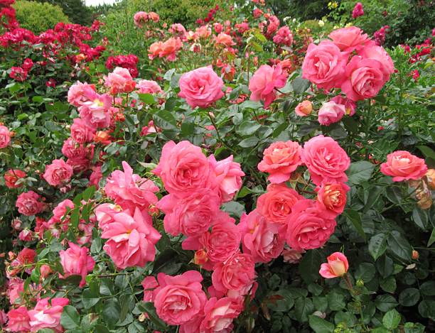 istock Beautiful Bright Red Pink Roses 2223249122