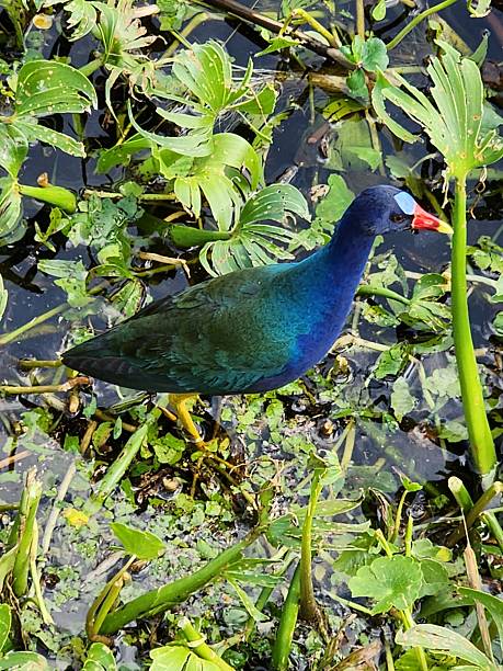 istock Beautiful bird in Florida swamp 2223249126