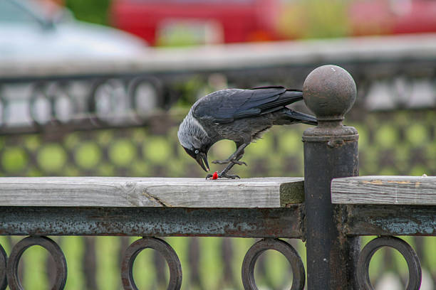 Jackdaw see around, lurking near the lake.