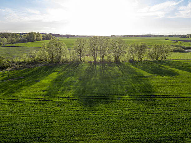 A row of trees casting shadows on a green field. Strong sunlight illuminates the trees. Podlachia, Poland, Europe.