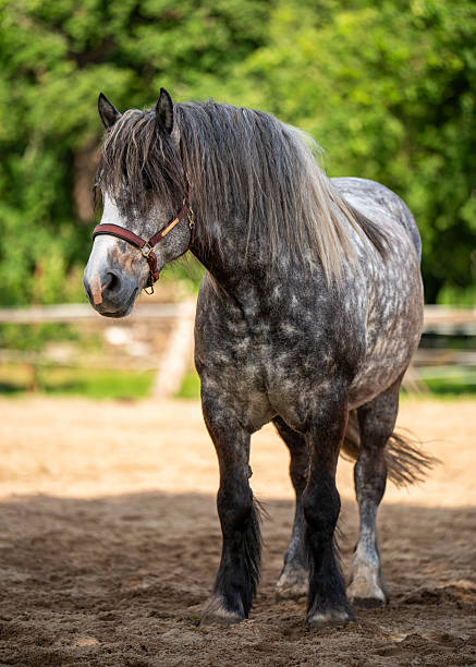 istock Grey dapple horse outdoors in paddock on rustic farm. Serene rural landscape, great for concepts of country lifestyle, horse farming, and peaceful animal moments. 2223251035