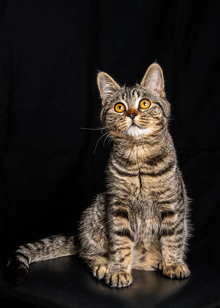 istock Adorable striped kitten looking up while sitting against dark black background. Studio portrait of small domestic cat. Isolated with large copy space 2223251040