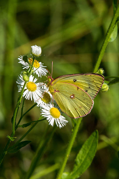 istock Clouded Sulphur Butterfly on White Flowers Vertical 2223251182