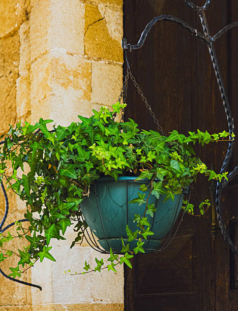 istock HANGING IVY PLANT IN GREEN POT 2223251406