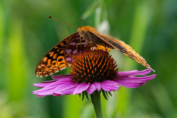 Great Spangled Fritillery Butterfly with Wings Sloping Down