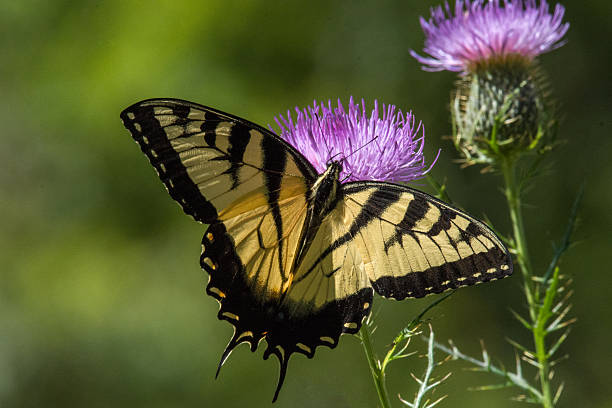 Eastern Tiger Swallowtail Butterfly with Wings Spread on Green Background