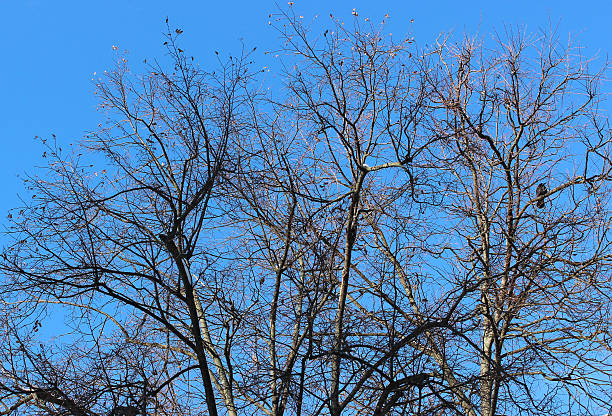 istock Lonely Raven Sitting on Snow Covered Tree Branches Against Blue Sky on Cold Day 2223252156