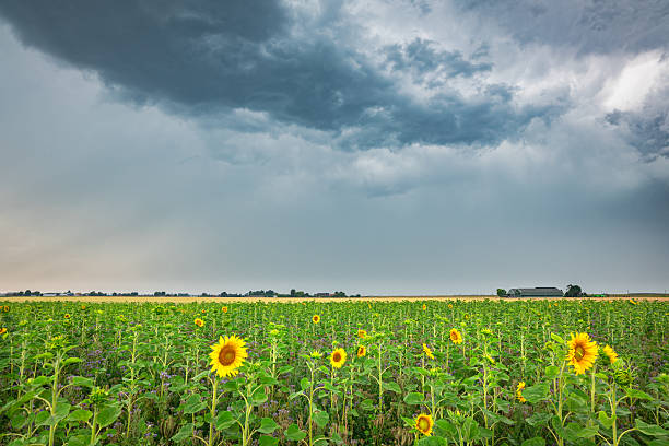 istock Thundery sky over a field with sunflowers 2223253015