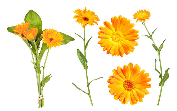 istock Marigold, which is often used as a medicinal plant to make ointment 2223253903