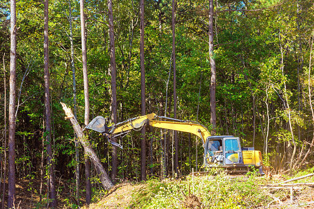Excavator operates efficiently to cut down tree forest at industrial scene captures productivity in logging land clearing.