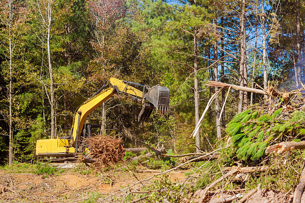 istock Excavator efficiently clears debris in wooded forest area 2223254167