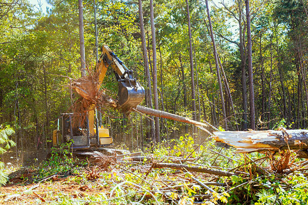 istock Heavy machinery clears trees in dense forest during work day operations to prepare land for new development projects 2223254173