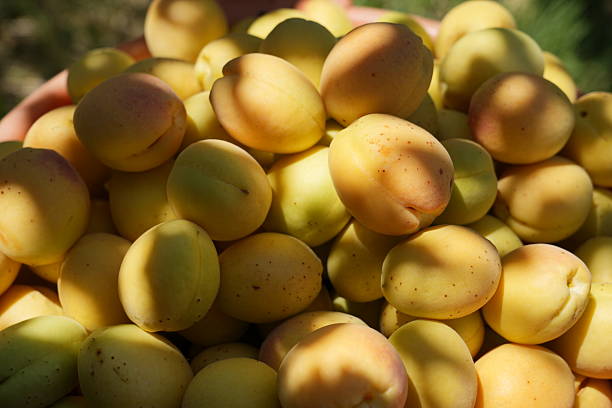 Bunch of Fresh Yellow Apricots with Leaf Shadows