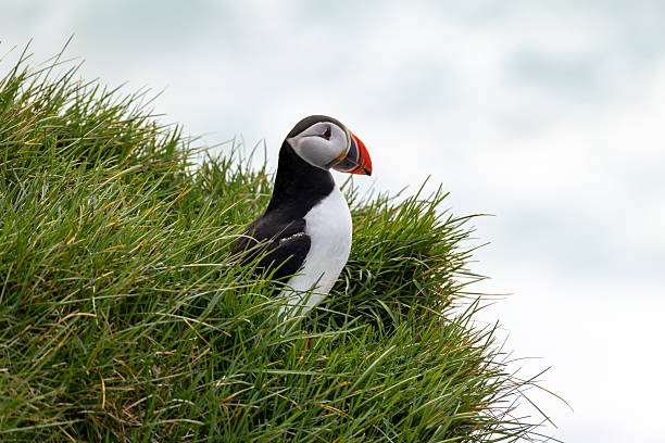 istock Puffins at Latrabjarg 2223257080