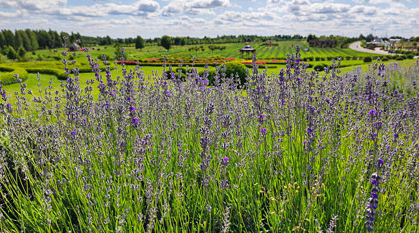 istock Landscape park with blooming lavender. Lavender field. 2223257962