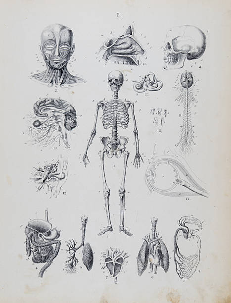 Systematic Atlas of Natural History for School and Home, by Traugott Bromme. Published by G. Gugelborn, Stuttgart, 1861.