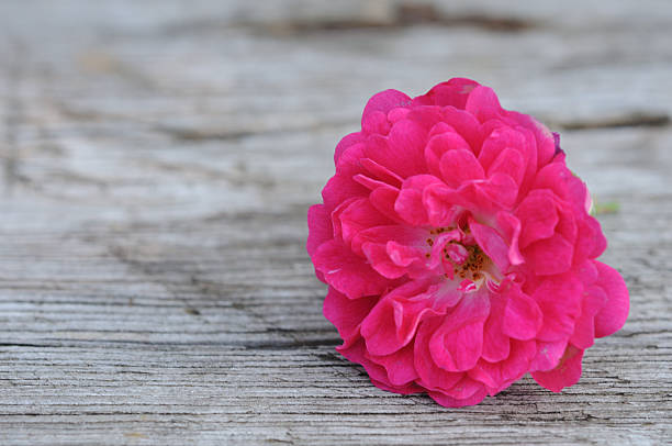 Vibrant pink roses grow abundantly in a small urban garden bed, surrounded by lush green foliage. The shallow depth of field draws attention to the vivid petals, while the background softly blurs into an abstract cityscape, creating a peaceful contrast.