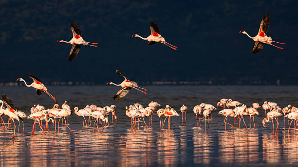 istock Flamingos in Flight Over Lake Natron, Tanzania 2223261474