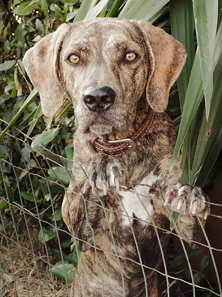 A brindle-coated dog with striking amber eyes stands upright behind a metal fence, looking directly at the camera. Its paws grip the fence tightly, creating a sense of alertness or anticipation. The dog wears a leather collar, and lush green plants form the backdrop, enhancing the texture and contrast of the image.