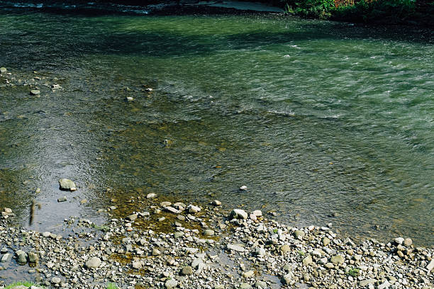 A tranquil river features clear water gently flowing over smooth stones along the bank surrounded by lush greenery.