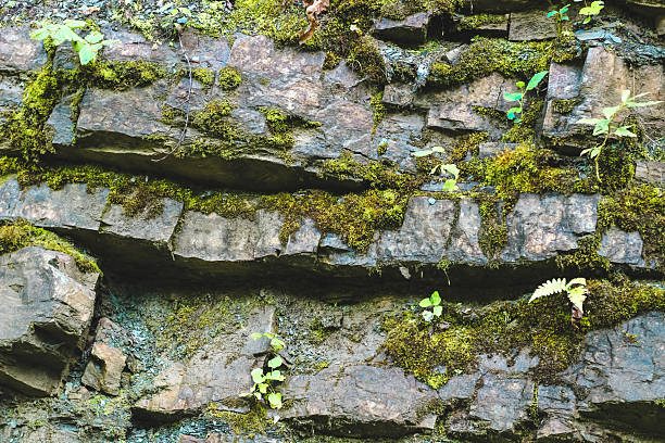 istock Natural rock wall covered with moss and small plants in a forest setting during daylight 2223262260