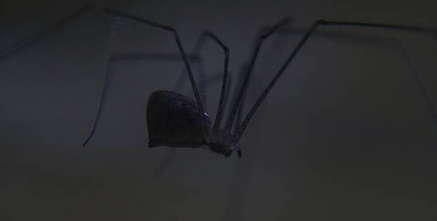 istock The legs are long spiders 2223264798