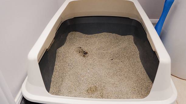 istock Cat Litter Box Ready for Cleaning, a Practical Domestic Necessity and Pet Care Item 2223265427