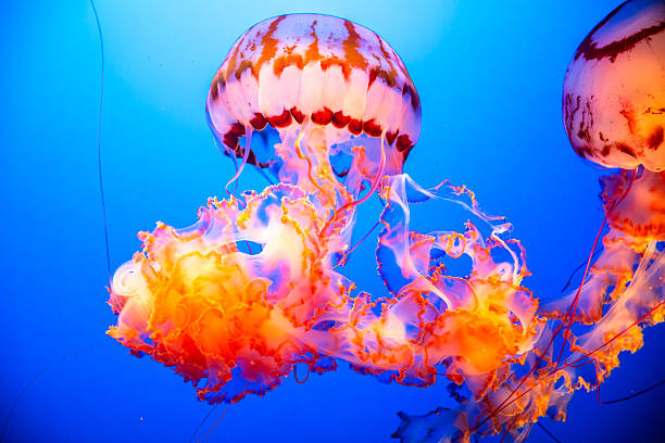 Beautiful Jellyfish Floating in Water