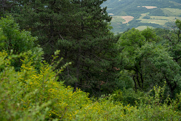 Overgrown forest with vibrant green treetops during summer