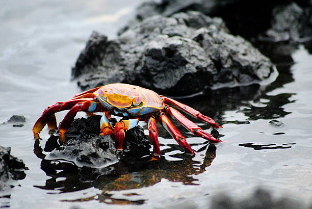 istock Crab in Shallow Water 2223267798