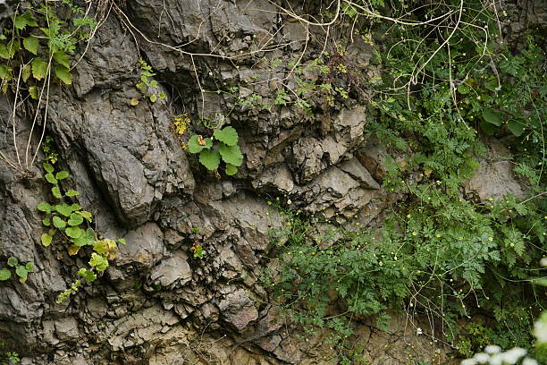 istock Rocky terrain with climbing plants and green foliage 2223270182