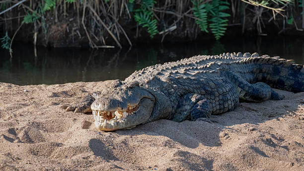 istock Nile Crocodile basking in the sunshine 2223271025
