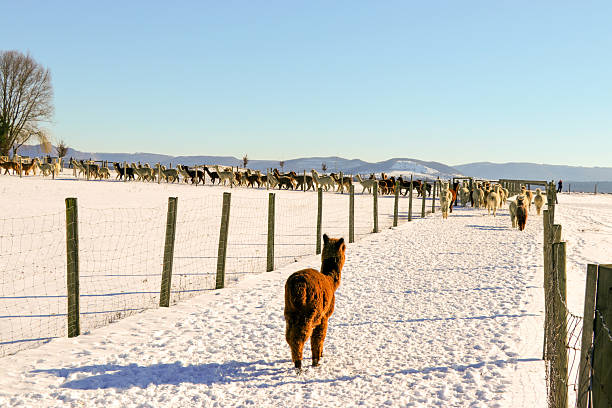 llamas in a pasture on a snow-covered slope
