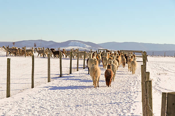 Alpacas on their way to the stable.