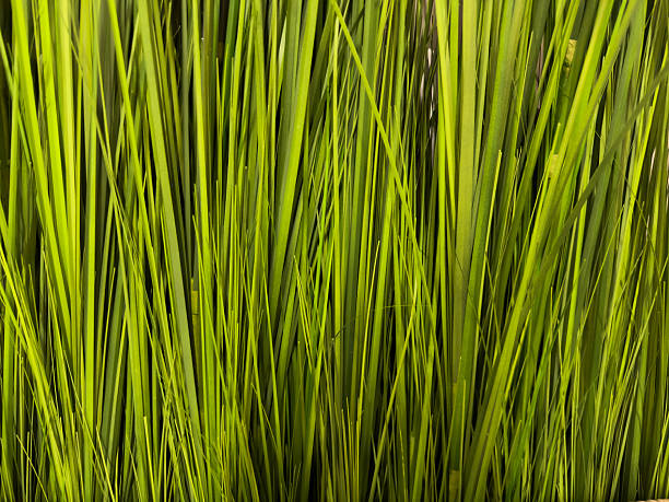 Lush green grass background with vibrant blades creating a natural texture, ideal for nature-themed projects and organic design concepts