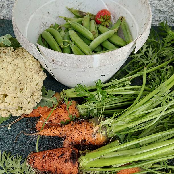 Home grown organic carrot harvest