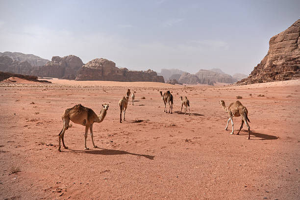 Camel ride around the pyramids of Giza, photographs of camels and their red ornament, sandy and warm-toned landscape. Idyllic scene, with happy and adventurous tourists living the dream of their lives. Cairo, Egypt.
