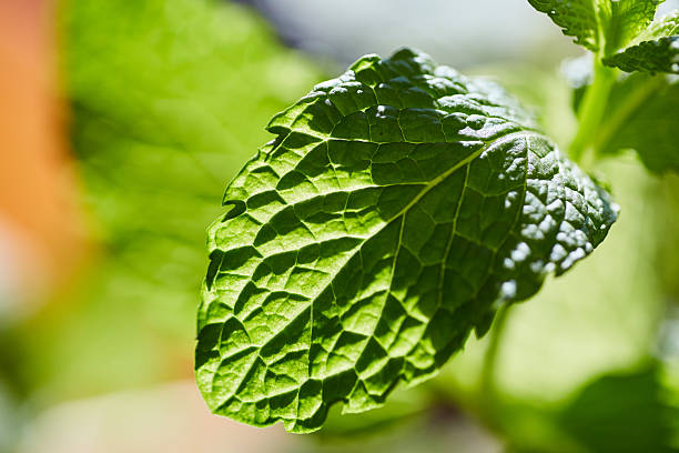 istock Vibrant Green Mint Leaf Macro with Water Droplets 2223276759