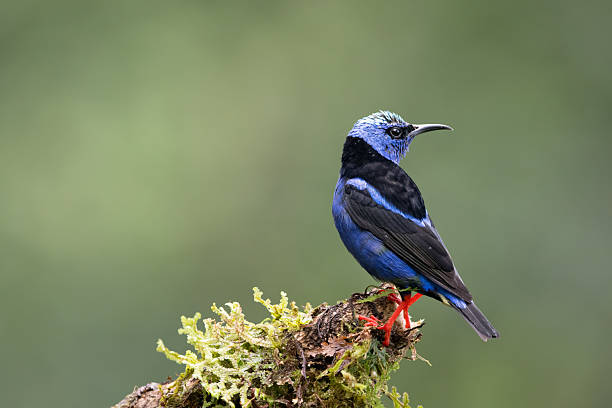 istock Red-legged honeycreeper on beautiful branch 2223277824