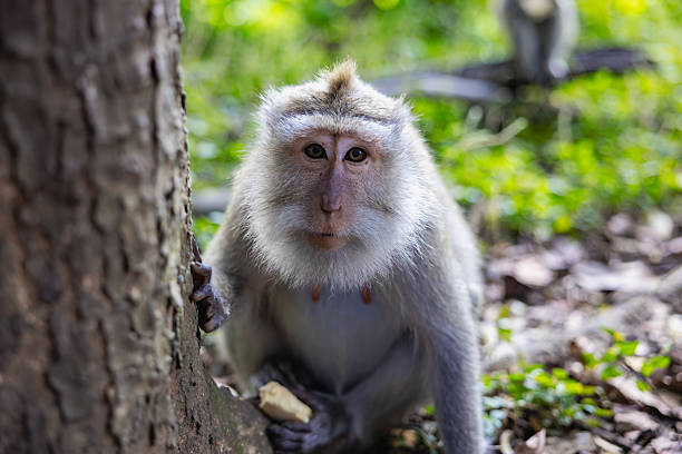 istock Moneky forest Ubud, Bali, Indonesia 2223277966