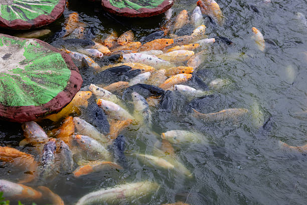 Koi Fish in Tranquil Pond with Stepping Stones