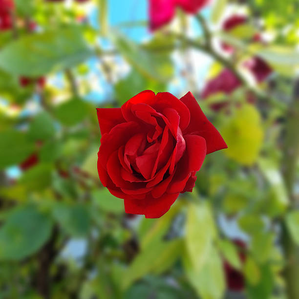 close up view of red rose