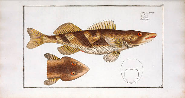 istock Fengel, Fish, hand-colored engraving of the Natural History of Fish, published in 1787 2223279397