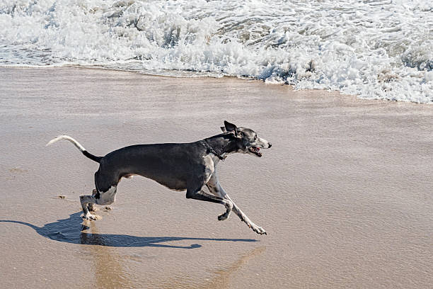 istock Whippet dog breed running in the ocean. 2223285370