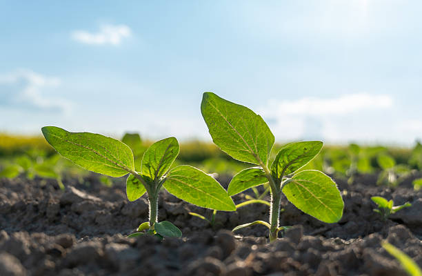 istock Bright sunflower sprouts emerge from dark soil under a clear blue sky, capturing the essence of growth and renewal in an agricultural setting 2223285677