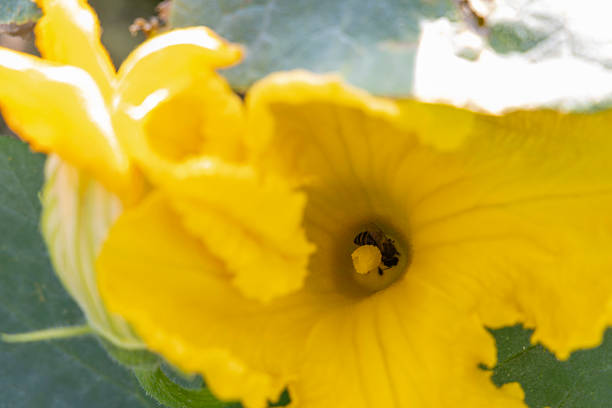 A yellow pumpkin flower with a bee inside of it.